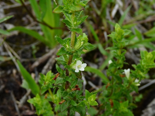 {Sophronanthe pilosa}